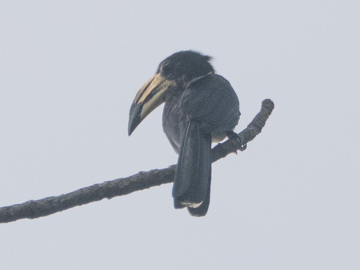 West African Pied Hornbill - ML637198009
