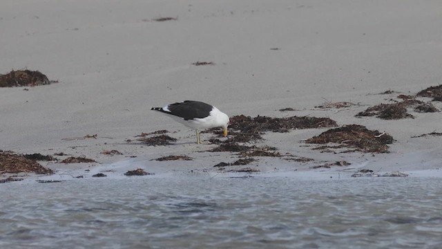 Kelp Gull - ML637198019