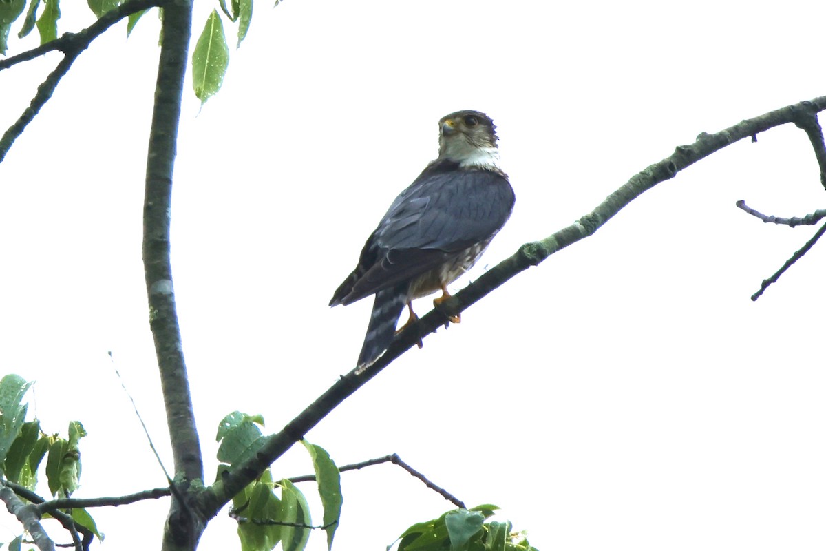 eBird Checklist - 7 Jun 2025 - Merlin - 13 species (+1 other taxa)