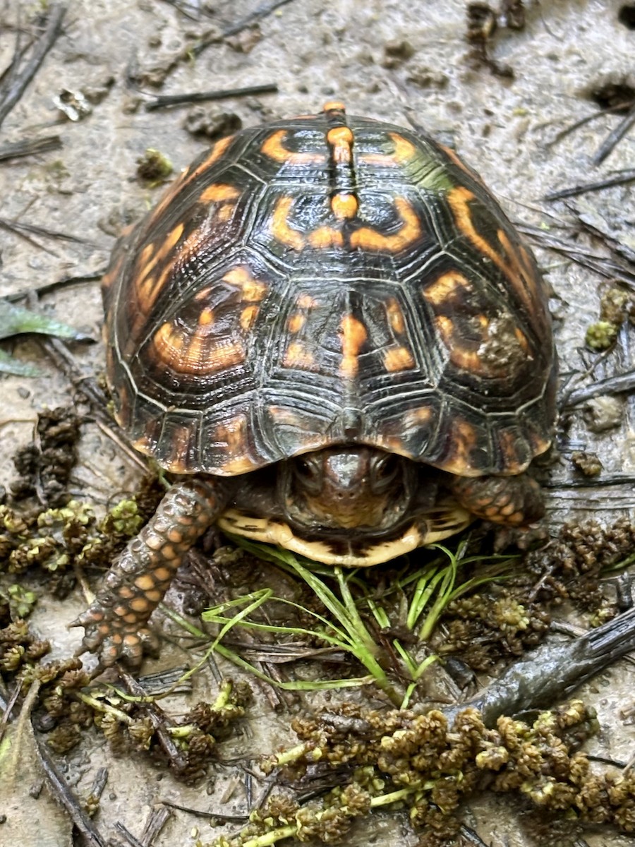 Common Box Turtle - ML637198124