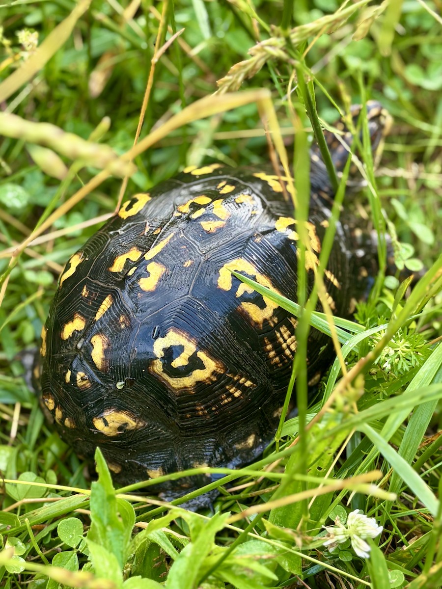 Common Box Turtle - ML637198125