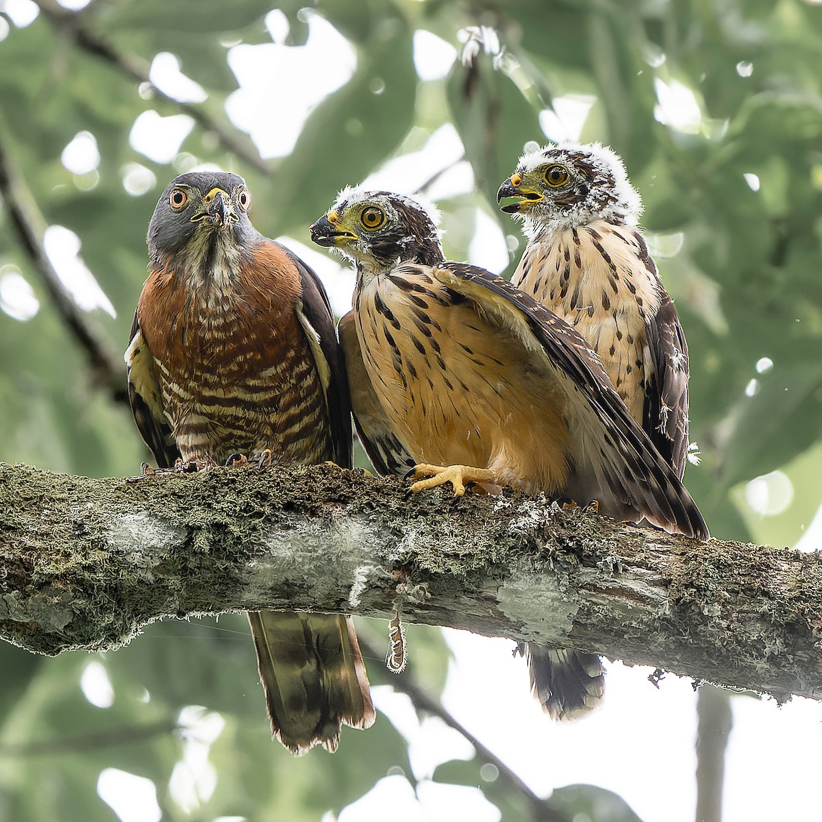 Double-toothed Kite - ML637198235
