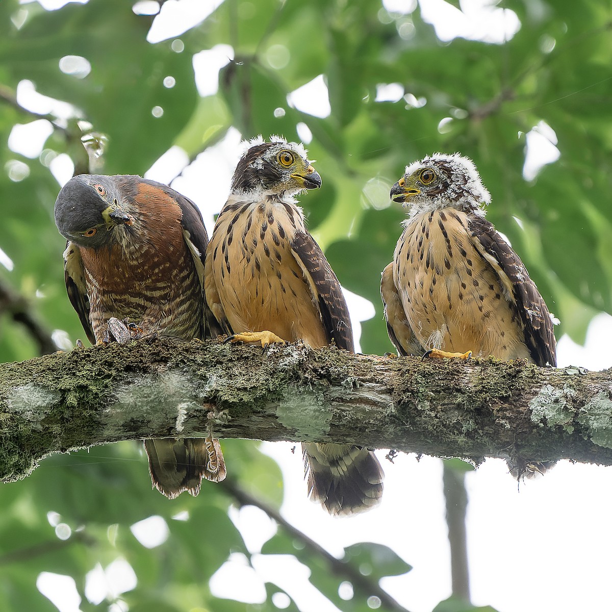 Double-toothed Kite - ML637198236