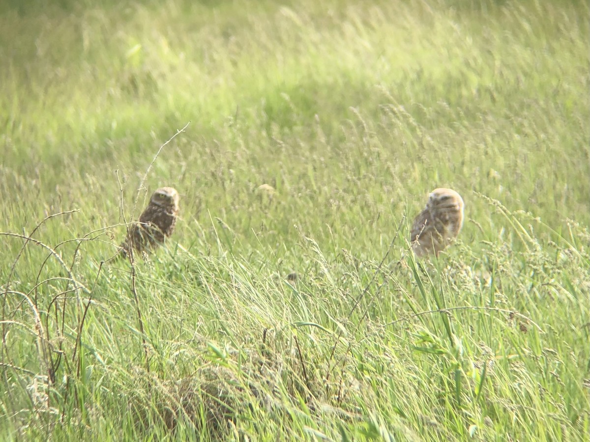 Burrowing Owl - ML637198280