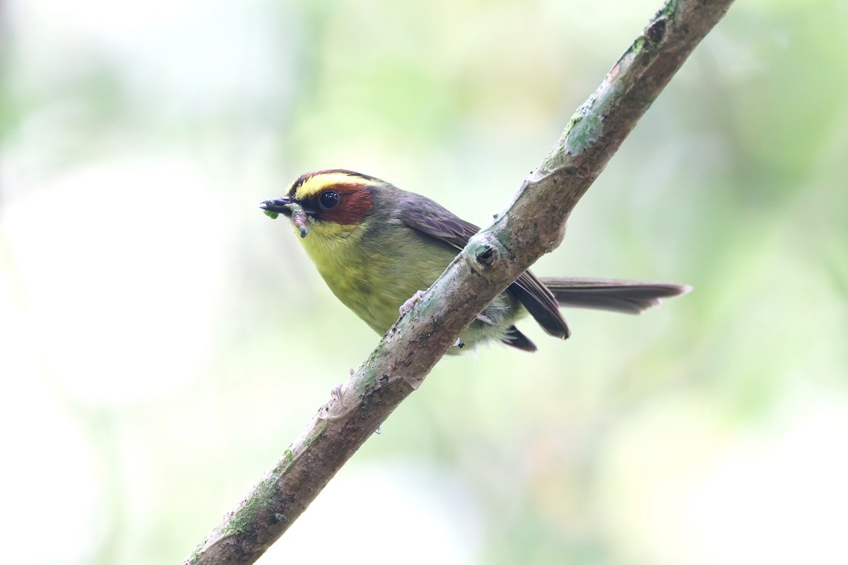 Golden-browed Warbler - ML637198308