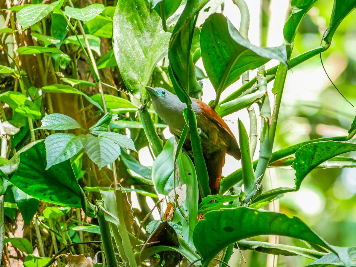 Raffles's Malkoha - ML637198332
