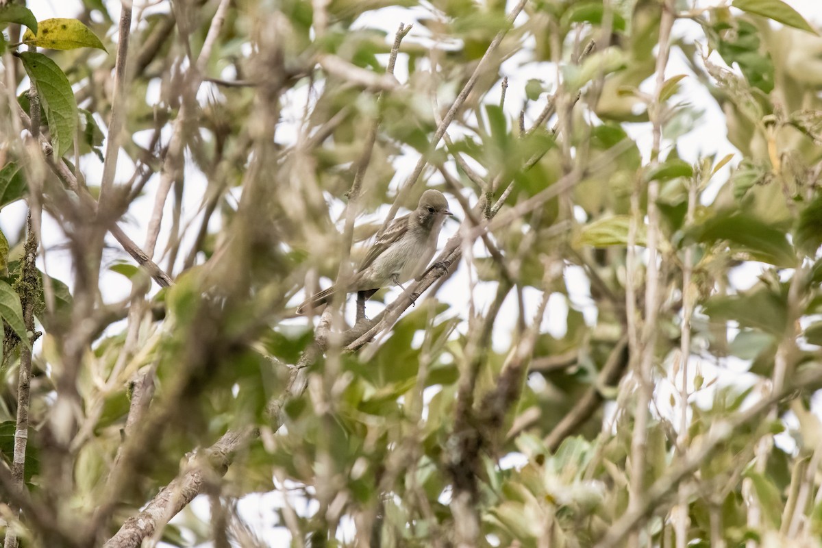 White-crested Elaenia (White-crested) - ML637198335