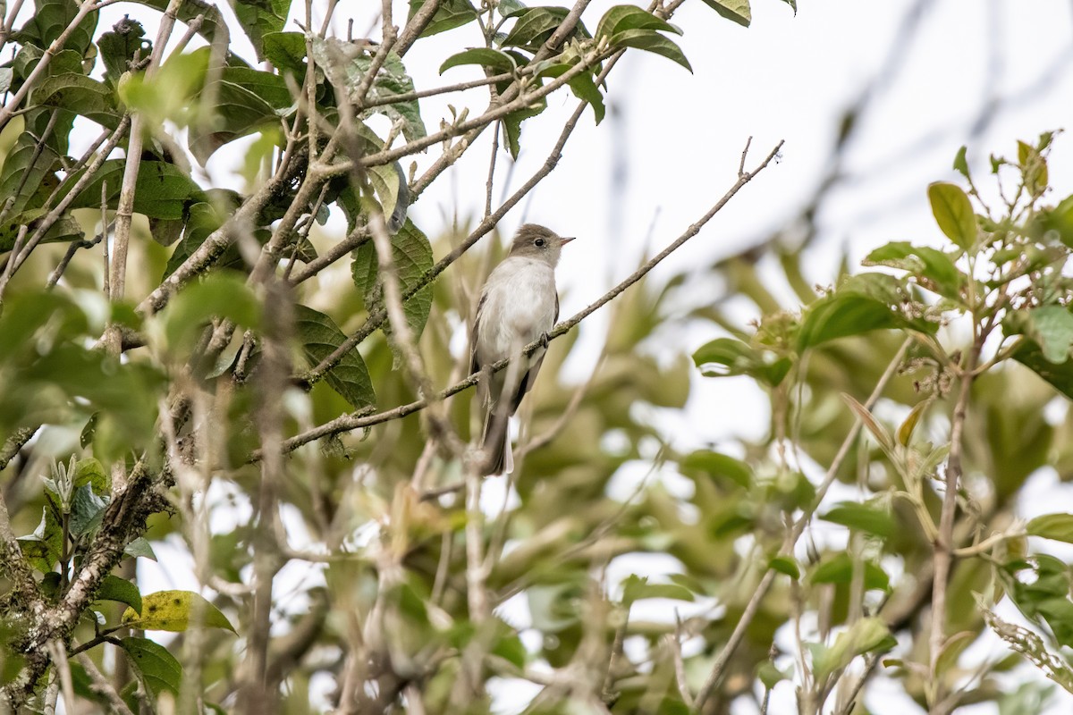 White-crested Elaenia (White-crested) - ML637198336