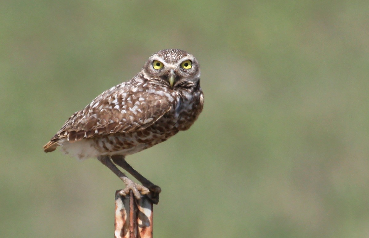 Burrowing Owl - ML637198403