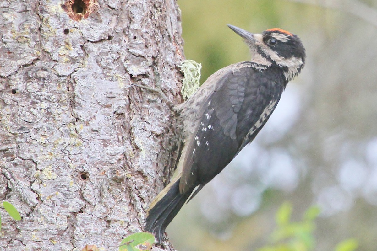 Hairy Woodpecker (Pacific) - John F. Gatchet