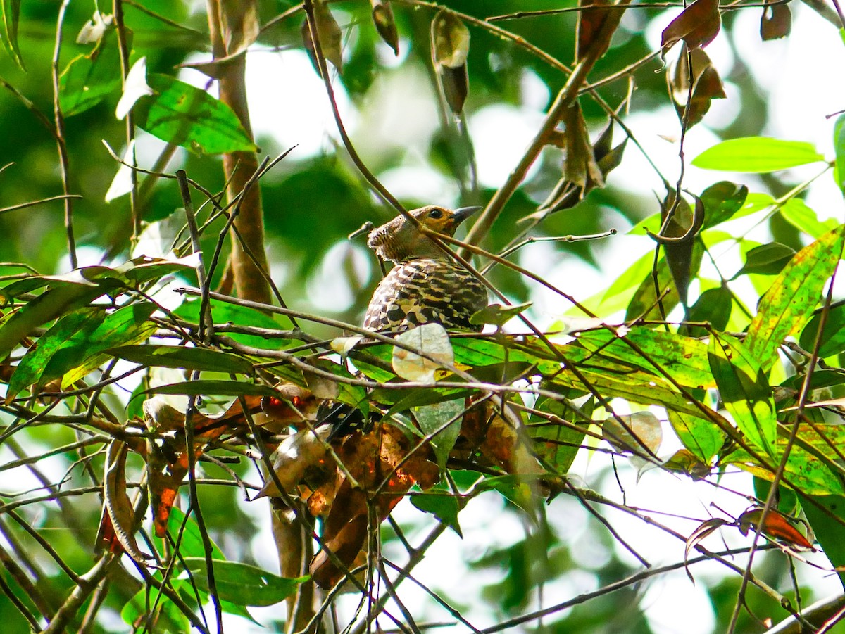 Buff-rumped Woodpecker - ML637198488