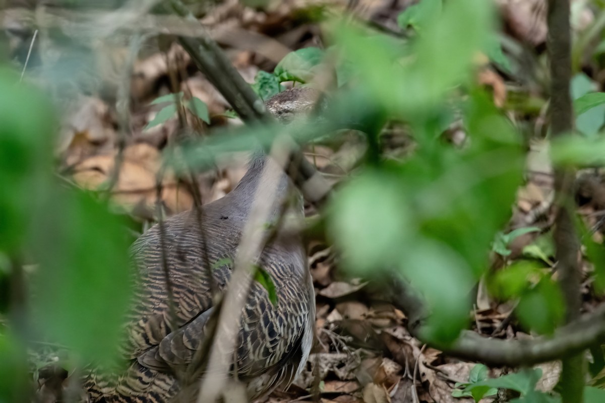 Pale-browed Tinamou - ML637198490