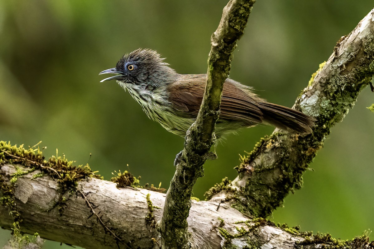 Bold-striped Tit-Babbler - ML637198513