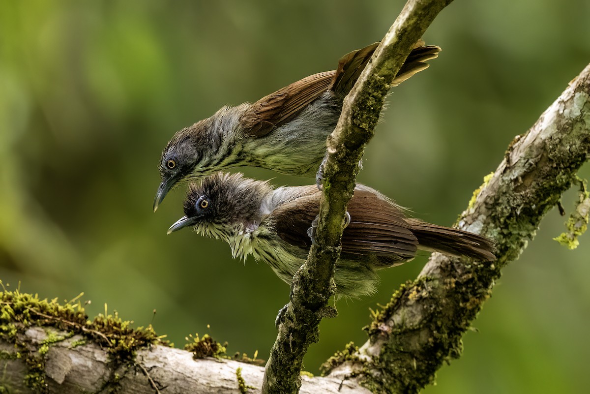 Bold-striped Tit-Babbler - ML637198514