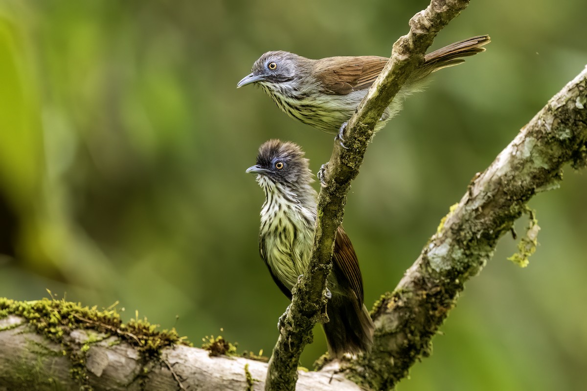 Bold-striped Tit-Babbler - ML637198515
