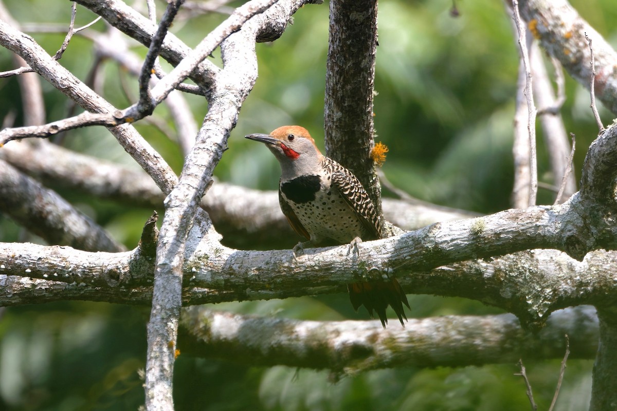 Guatemalan Flicker - ML637198563