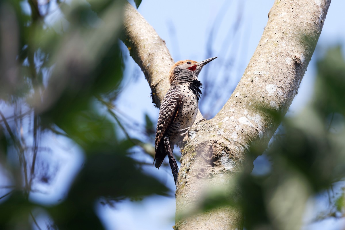 Guatemalan Flicker - ML637198564