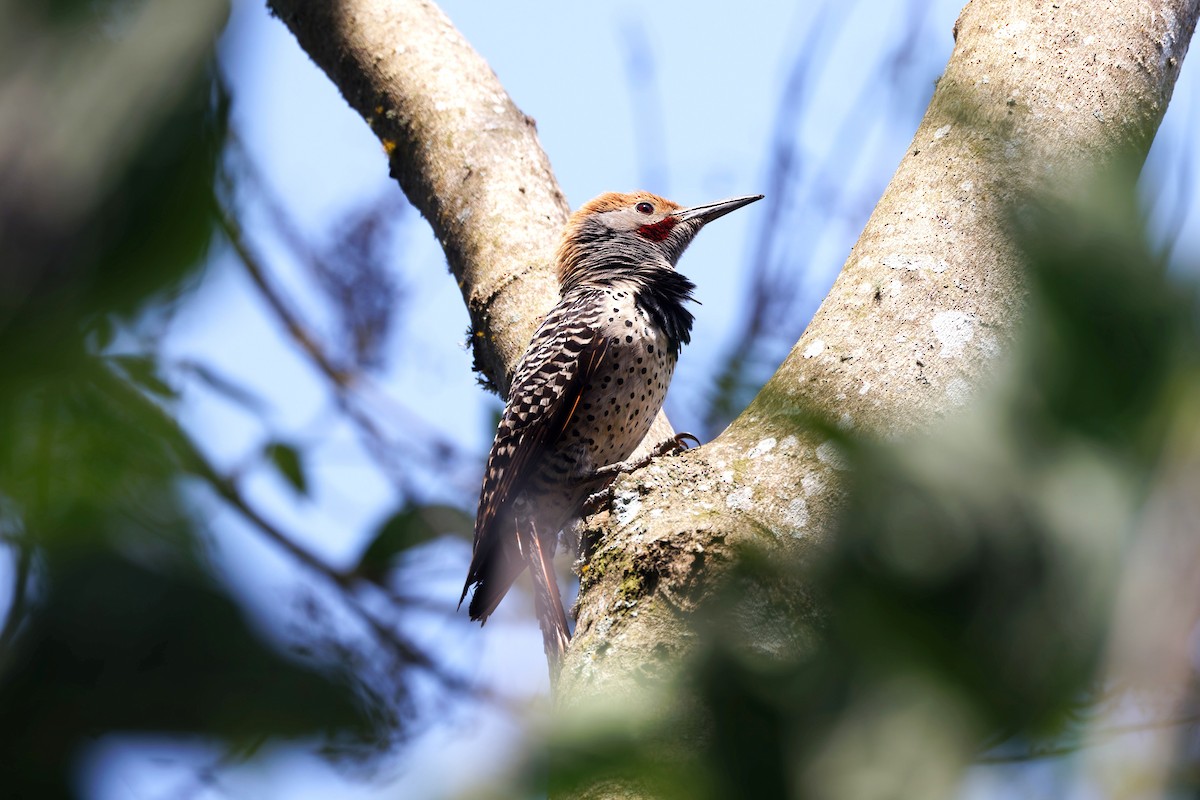 Guatemalan Flicker - ML637198570