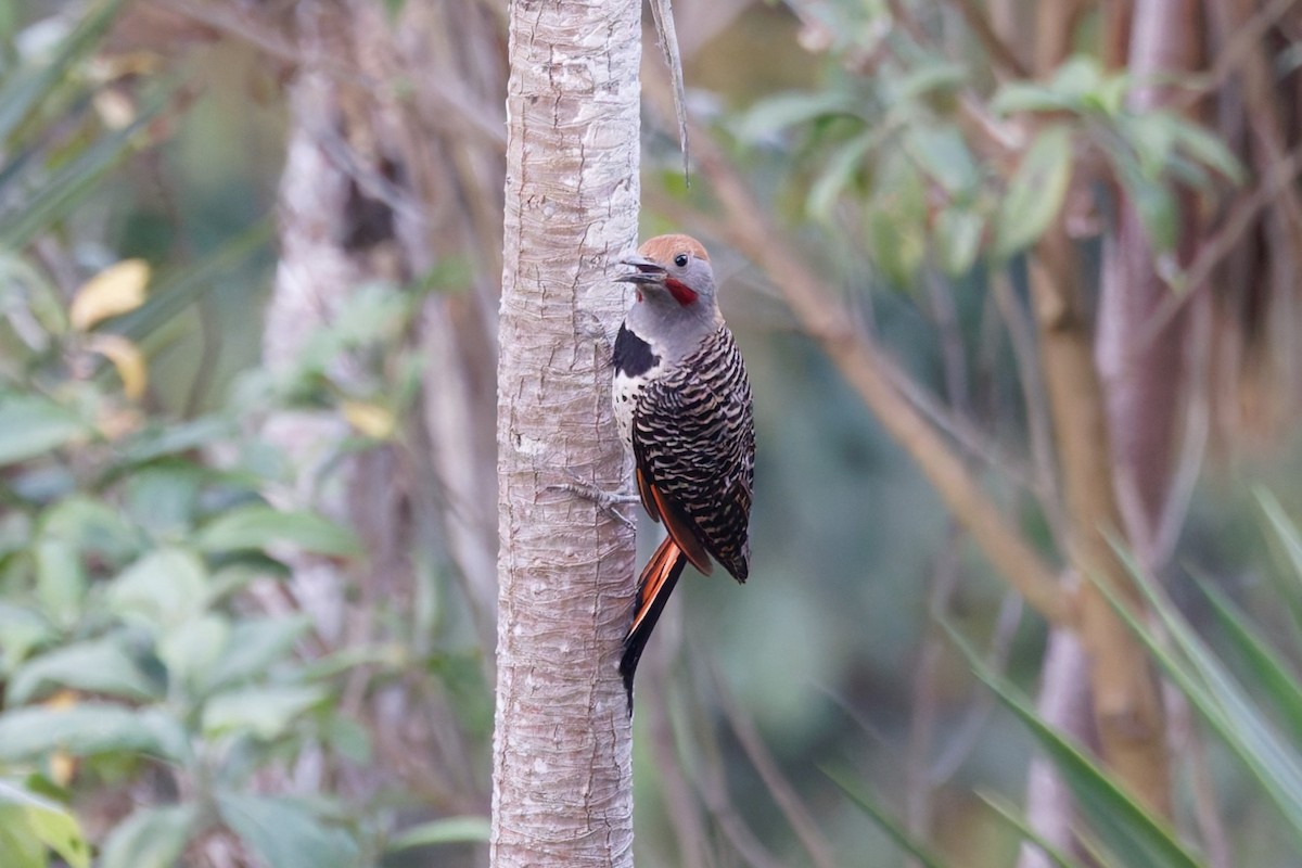 Guatemalan Flicker - ML637198572