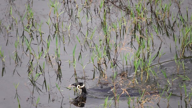 Little Cormorant - ML637198575