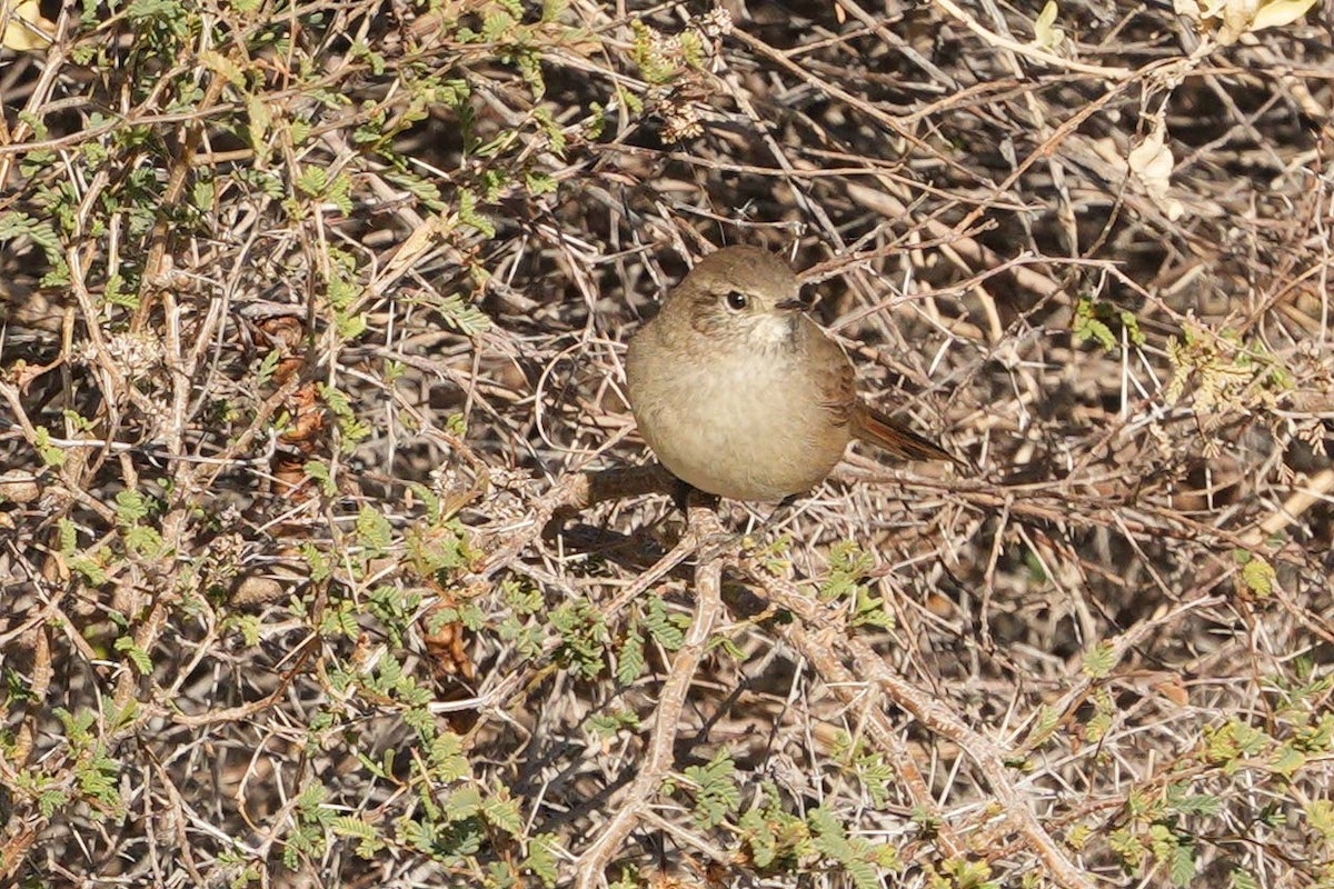 Sharp-billed Canastero - ML637198635