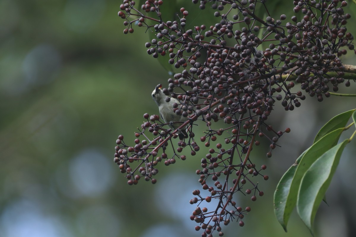 Nilgiri Flowerpecker - ML637198683