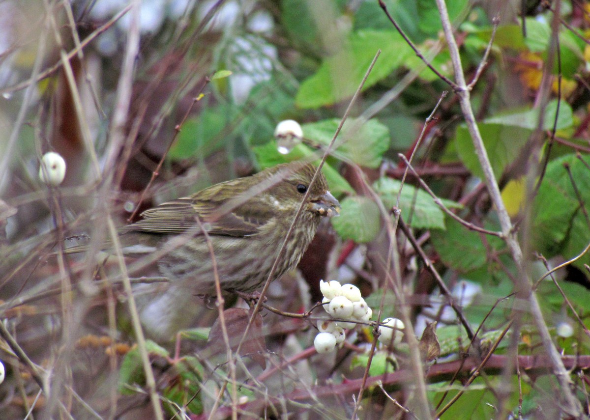 Purple Finch - ML63719871