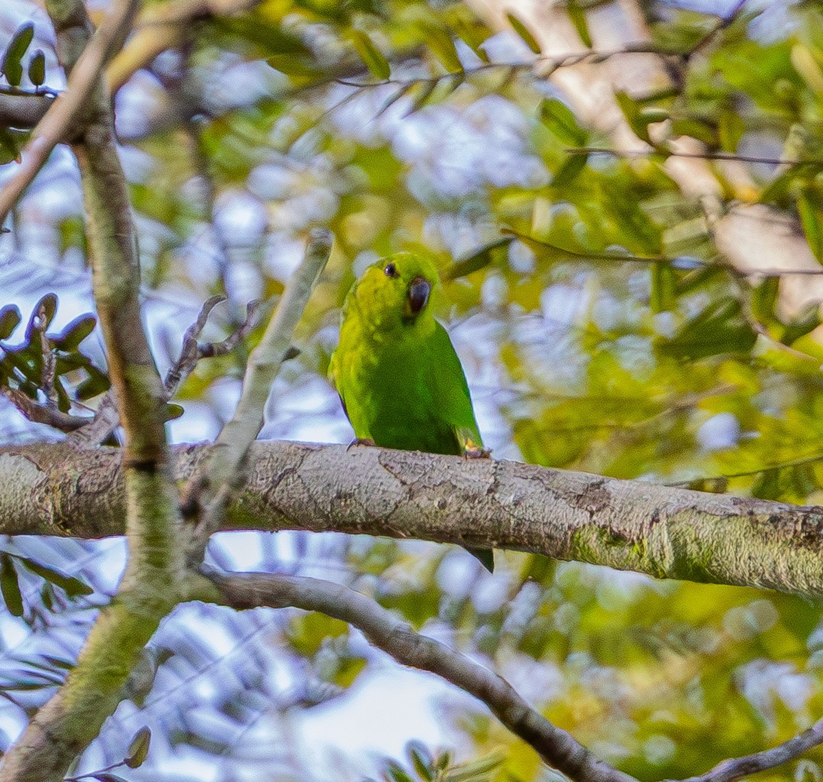 Dusky-billed Parrotlet - ML637198752
