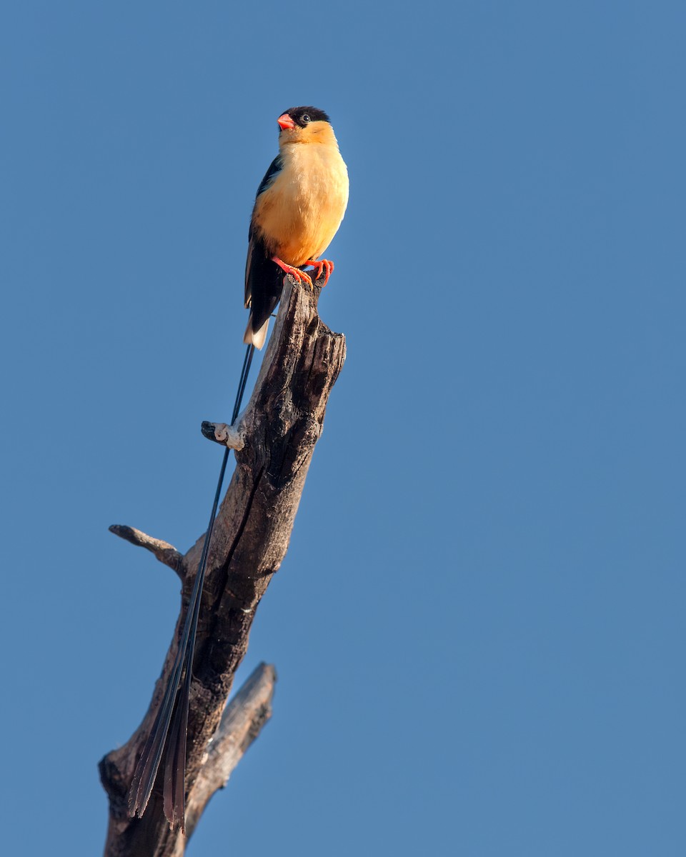 Shaft-tailed Whydah - ML637198769