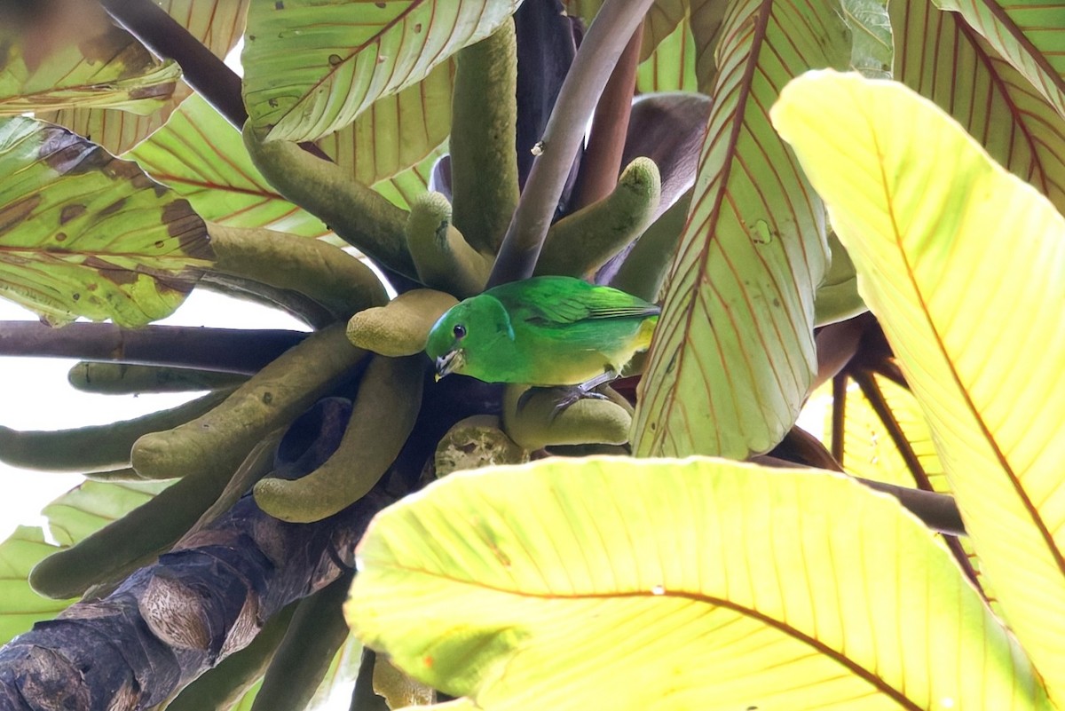 Blue-crowned Chlorophonia - ML637198823