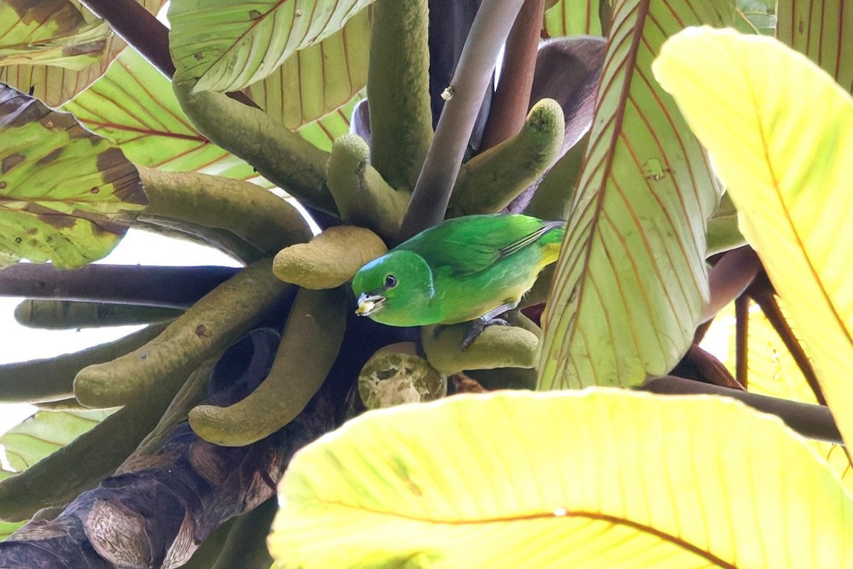 Blue-crowned Chlorophonia - ML637198826