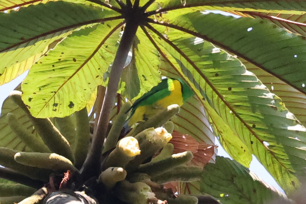 Blue-crowned Chlorophonia - ML637198828