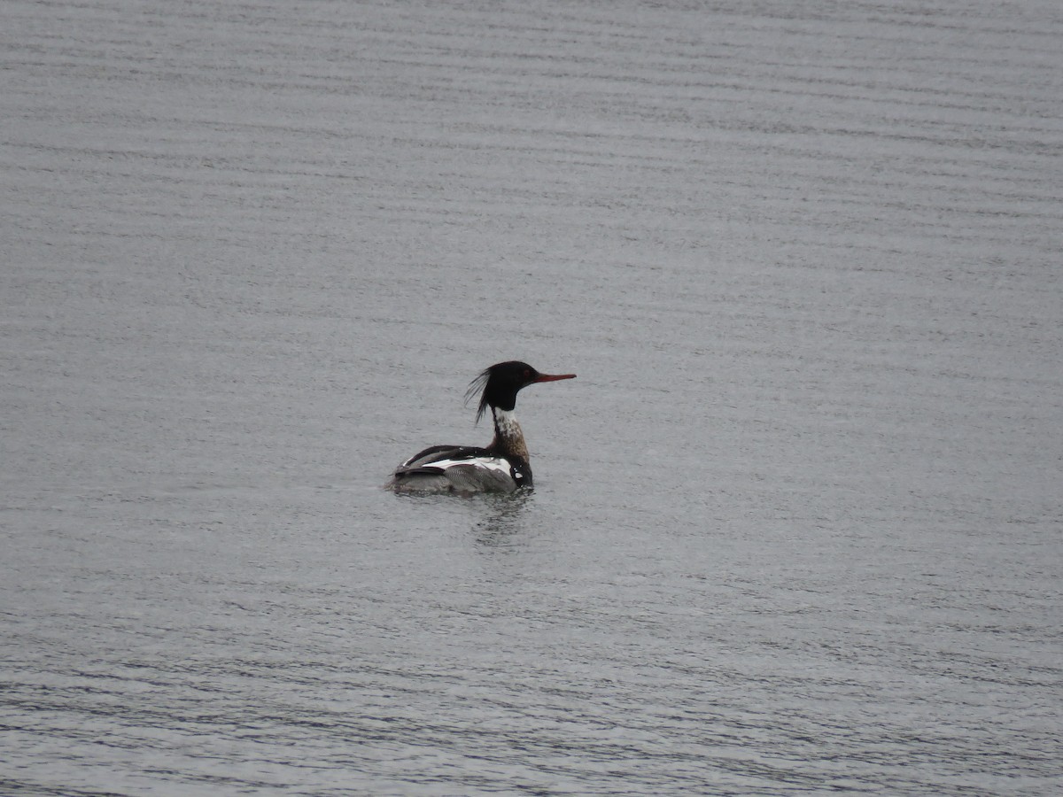 Red-breasted Merganser - ML637198879