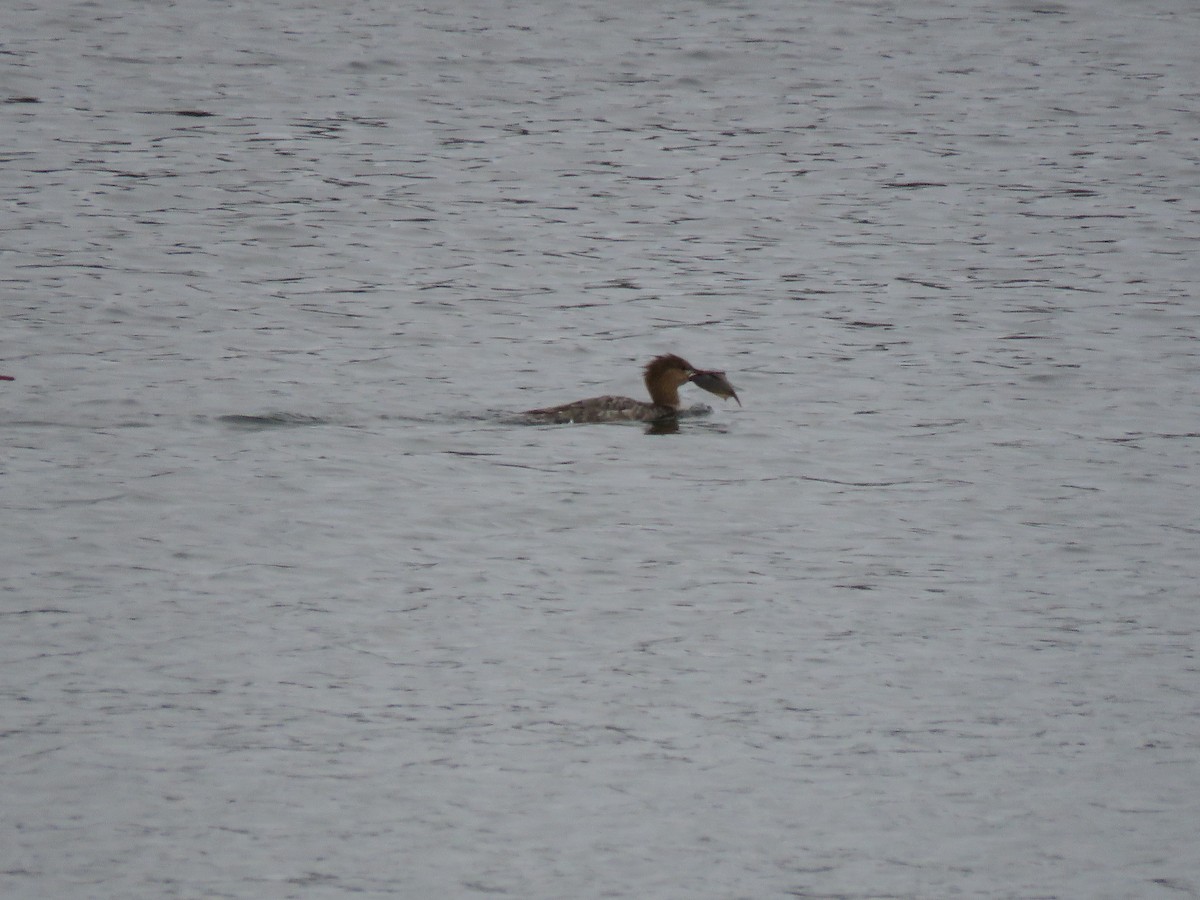 Red-breasted Merganser - ML637198891