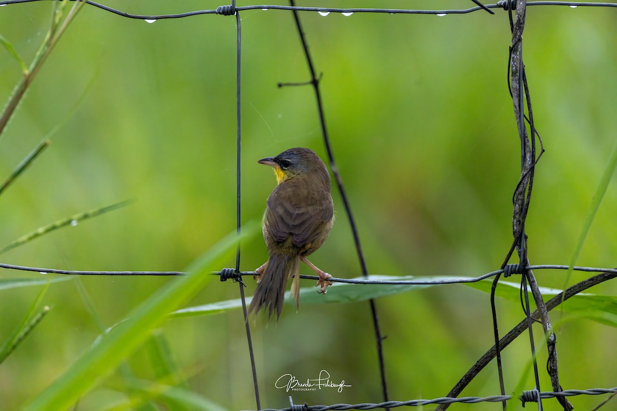 Gray-crowned Yellowthroat - ML637198920