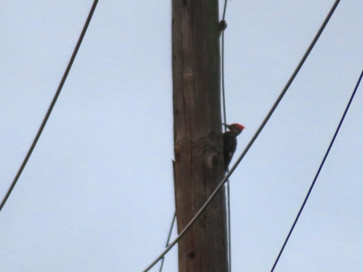 Pileated Woodpecker - ML637198928