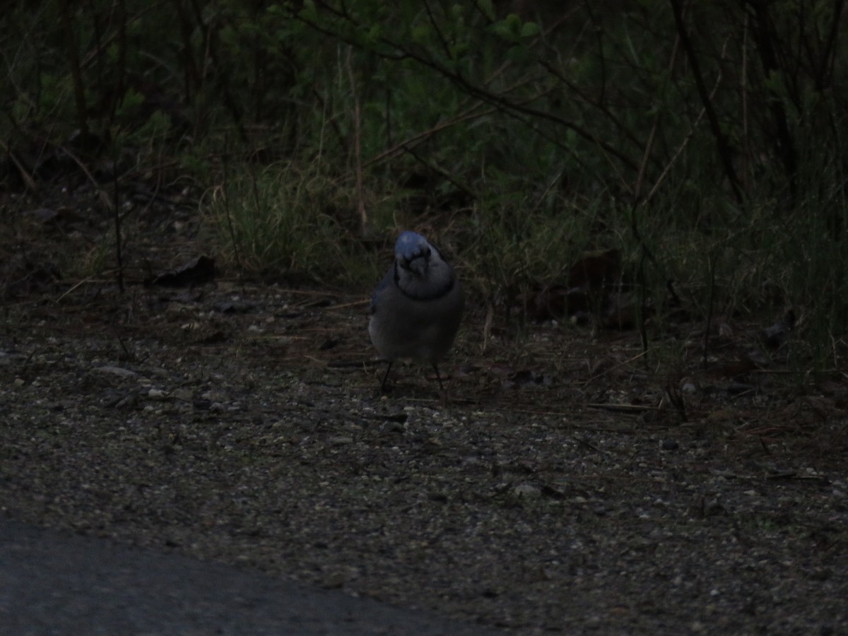 Blue Jay - ML637198953
