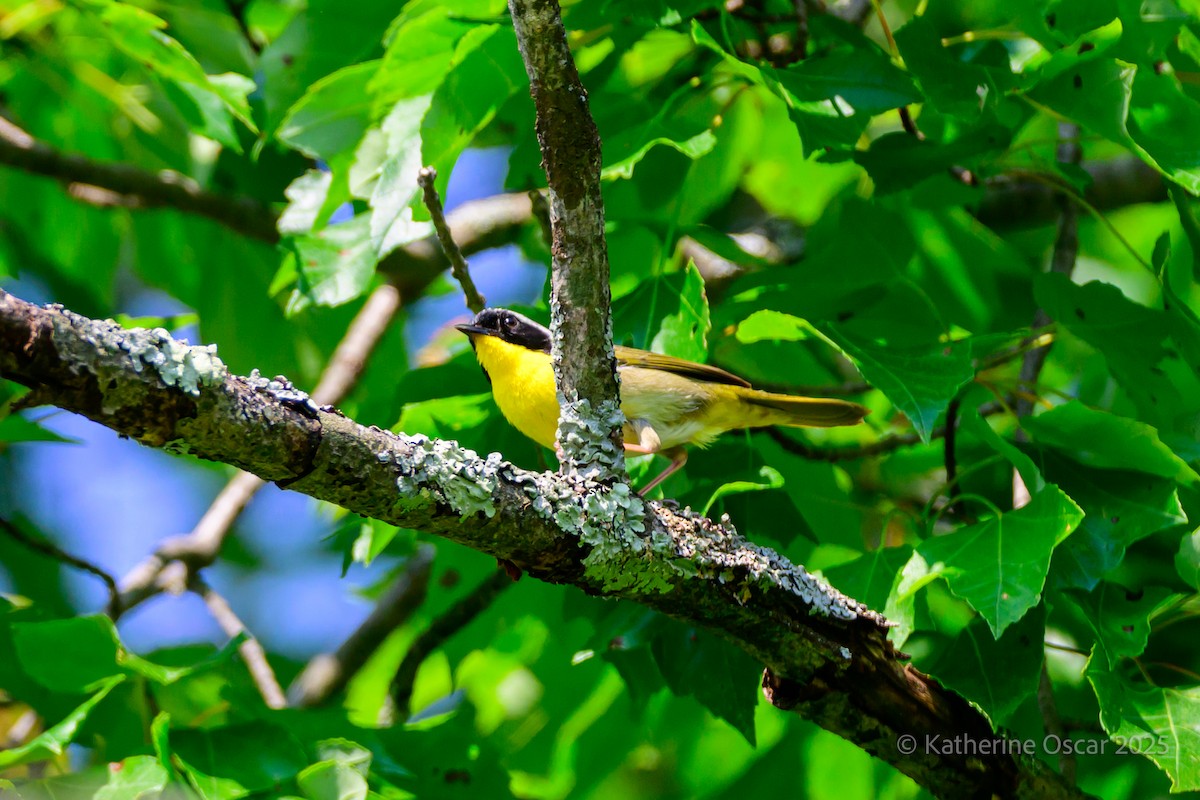 Common Yellowthroat - ML637198959
