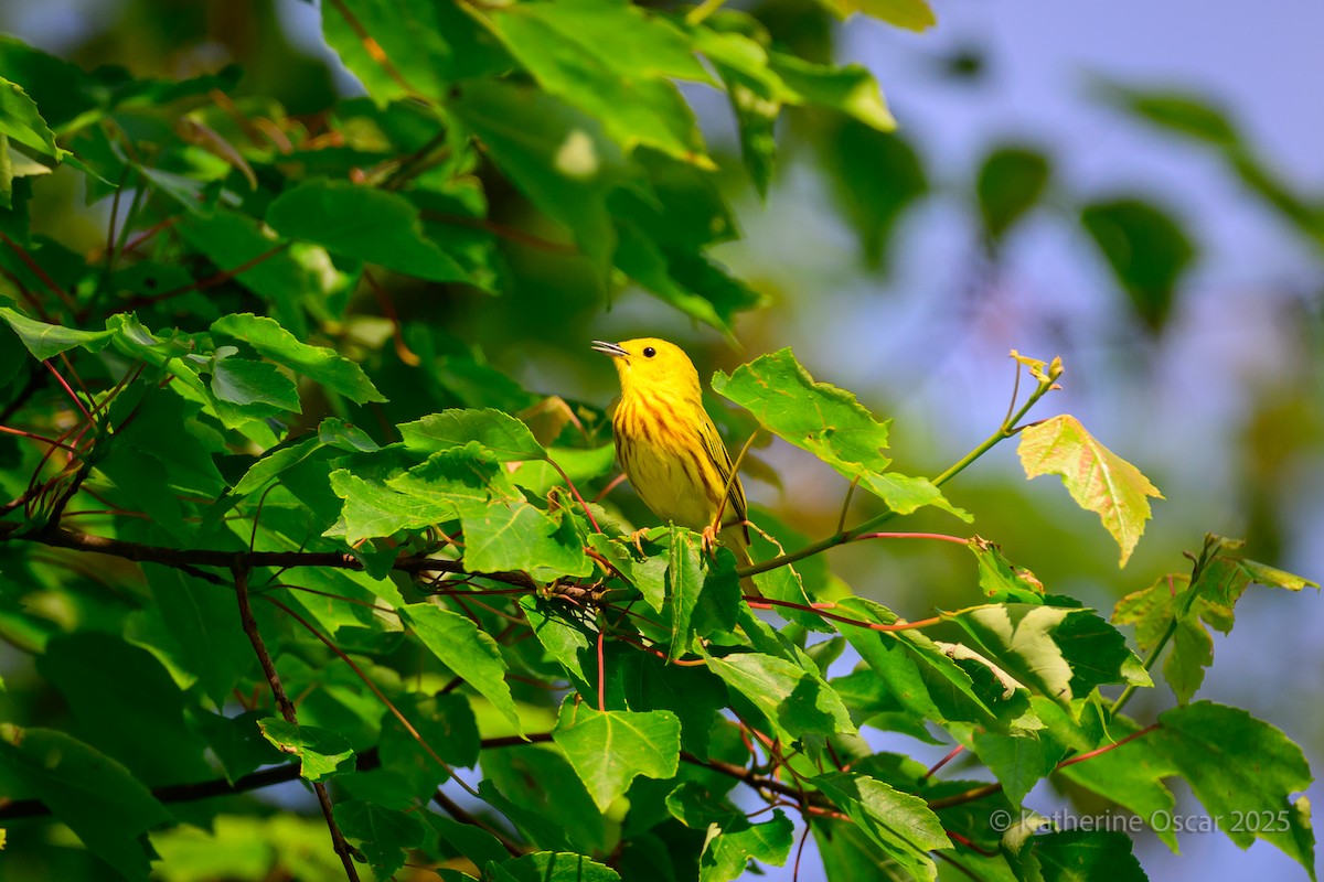 Northern Yellow Warbler - ML637198964
