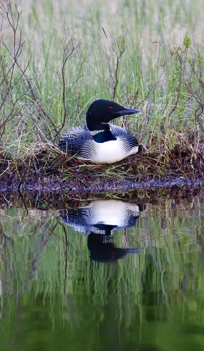 Common Loon - ML637198967