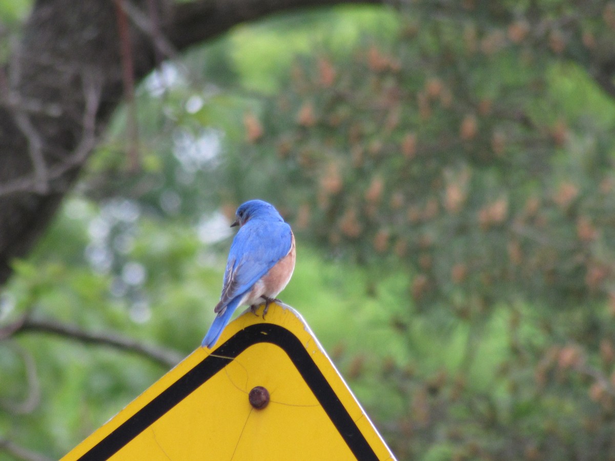 Eastern Bluebird - ML637198973