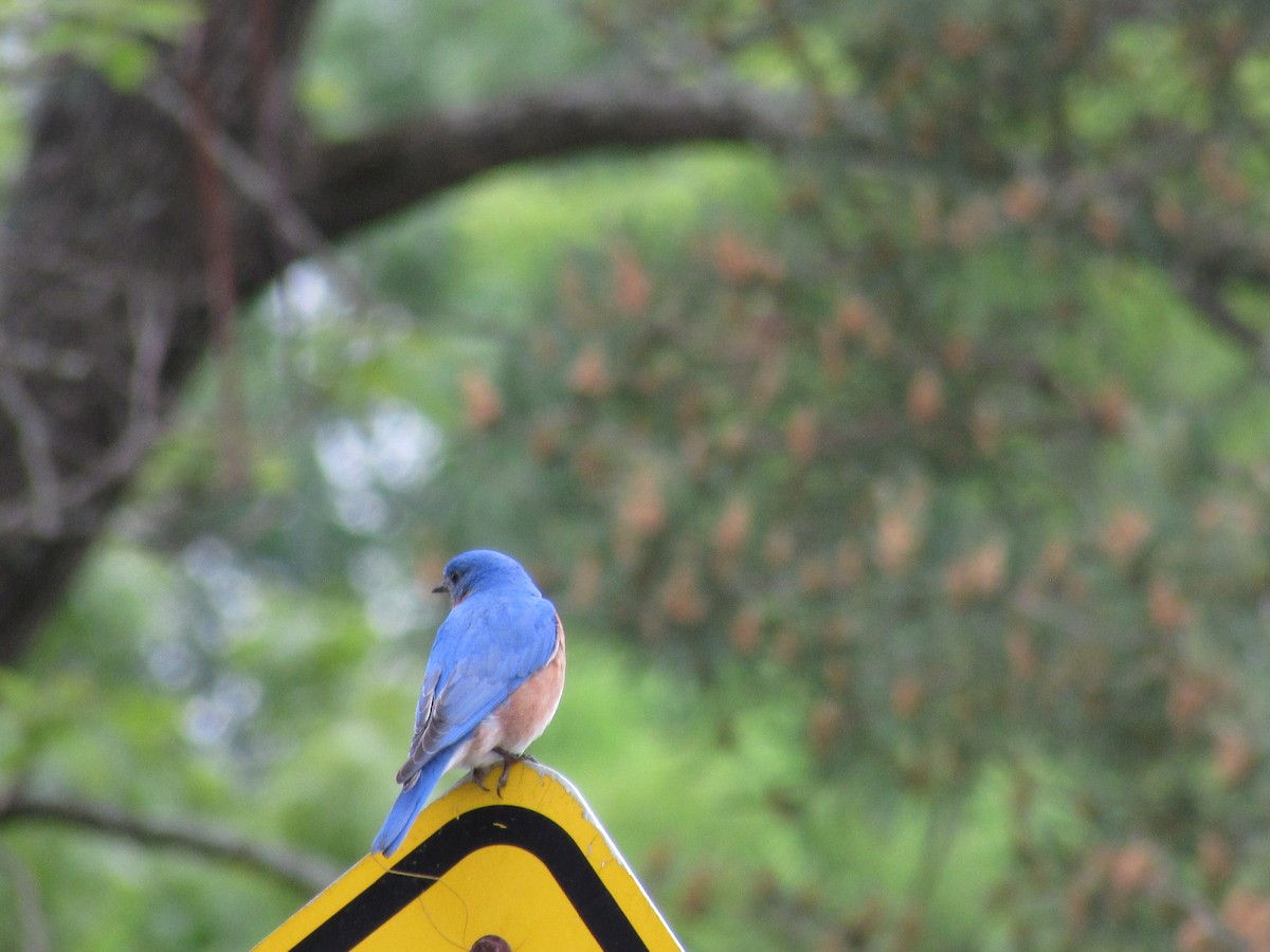 Eastern Bluebird - ML637198974