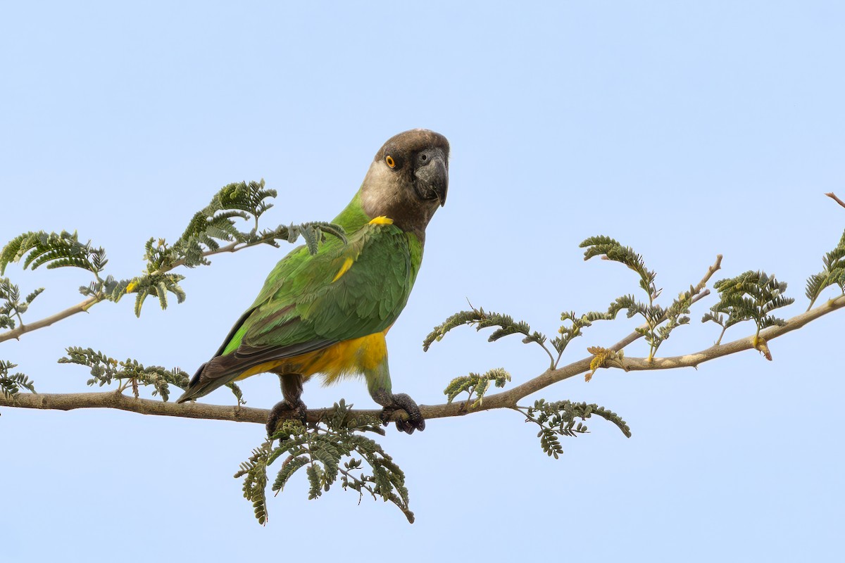 Senegal Papağanı - ML637198976