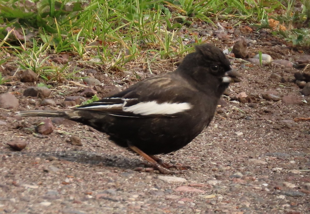 Lark Bunting - ML637198994