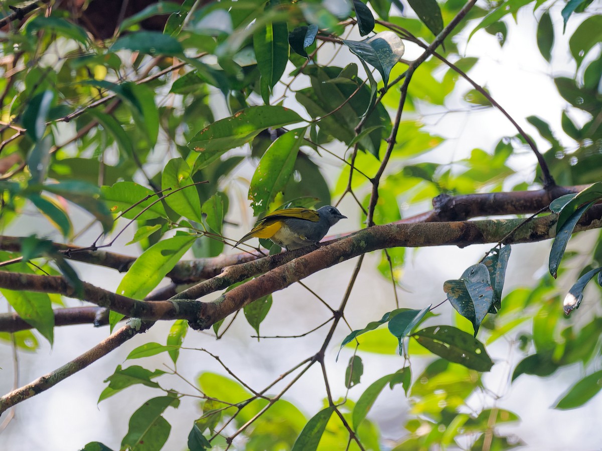 Gray-bellied Bulbul - ML637199001
