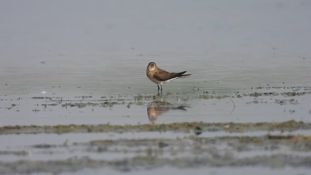 Collared Pratincole - ML637199131