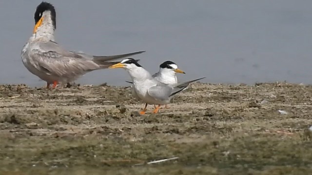 Little Tern - ML637199159