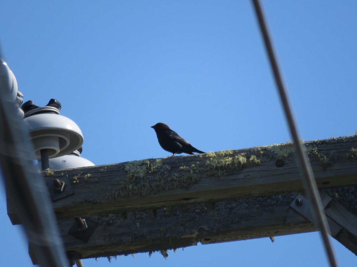 Brown-headed Cowbird - ML637199265