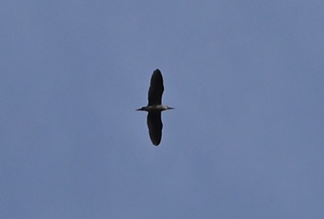 heron sp. - ML637199285