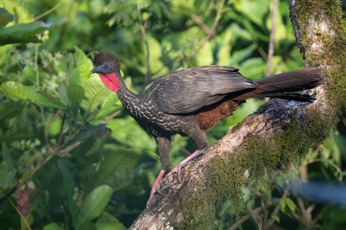 Crested Guan - ML637199292